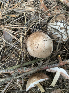 Гриб из Москва