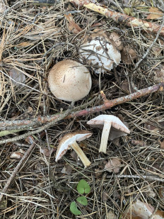 Гриб из Москва