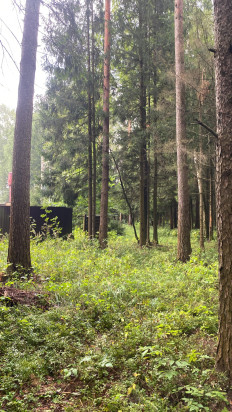 Гриб из Москва