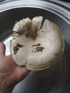 Гриб из Вольск