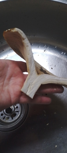 Гриб из Вольск