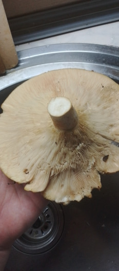 Гриб из Вольск