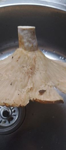 Гриб из Вольск