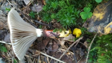 Мокруха пятнистая