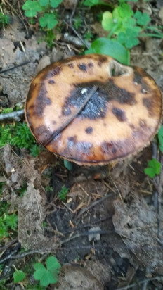 Мокруха пятнистая