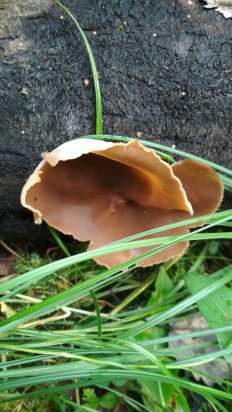 Гриб из Москва