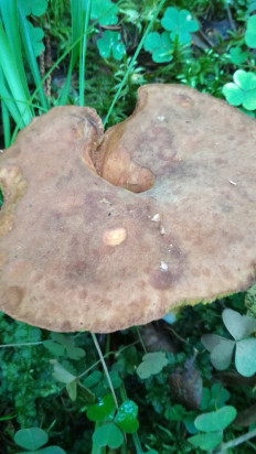 Гриб из Москва