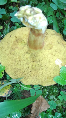 Гриб из Москва