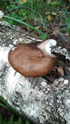 Гриб из Москва