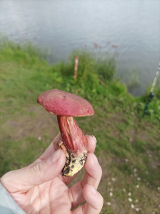 Моховик красный