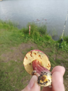 Моховик красный