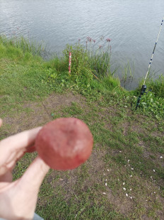 Моховик красный