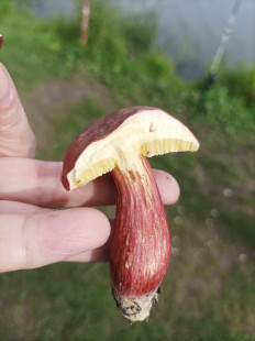 Моховик красный