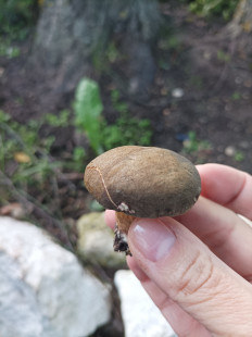 Гриб из Москва