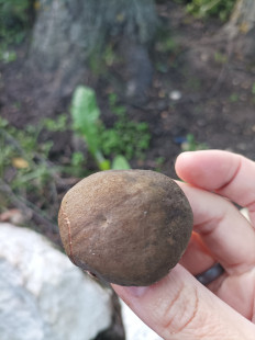 Гриб из Москва