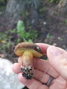 Гриб из Москва