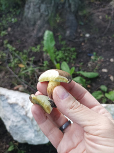 Гриб из Москва