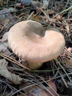 Ampulloclitocybe clavipes - Говорушка булавоногая