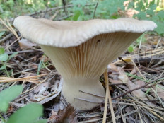 Ampulloclitocybe clavipes - Говорушка булавоногая