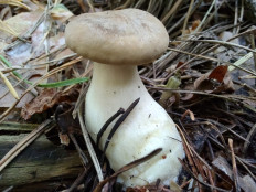 Ampulloclitocybe clavipes - Говорушка булавоногая