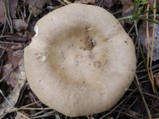 Ampulloclitocybe clavipes - Говорушка булавоногая