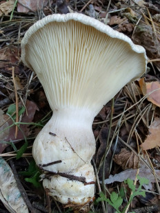Ampulloclitocybe clavipes - Говорушка булавоногая