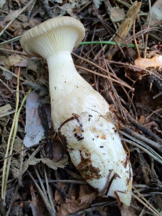 Ampulloclitocybe clavipes - Говорушка булавоногая