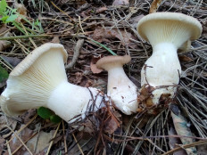 Ampulloclitocybe clavipes - Говорушка булавоногая