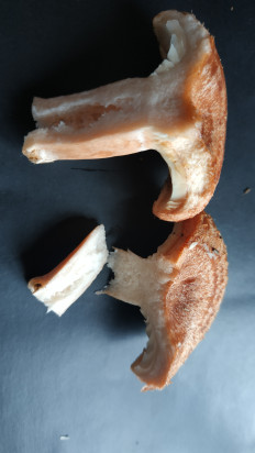 Гриб из Волоколамск