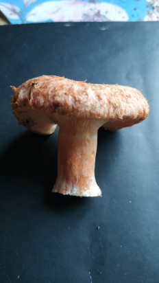 Гриб из Волоколамск