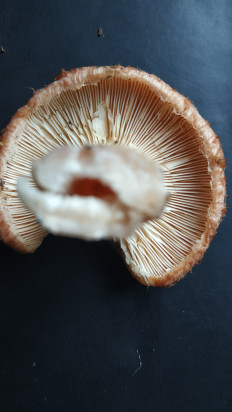 Гриб из Волоколамск