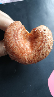 Гриб из Волоколамск