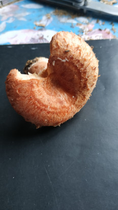 Гриб из Волоколамск