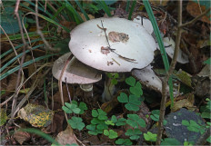 Гриб из Москва