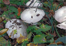 Гриб из Москва