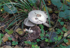 Гриб из Москва