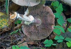 Гриб из Москва