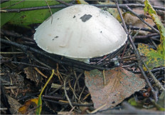 Гриб из Москва