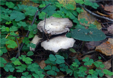 Гриб из Москва