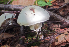 Гриб из Москва