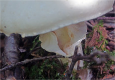 Гриб из Москва