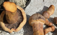 Гриб из Петушки Владимирская область