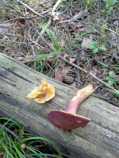 Гриб из Москва Воскресенск