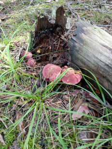 Гриб из Москва Воскресенск
