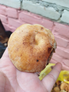 Гриб из Барнаул