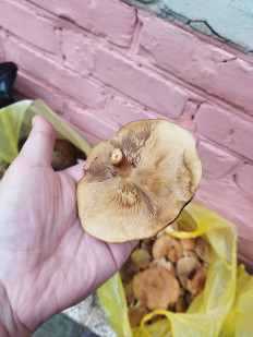 Гриб из Барнаул