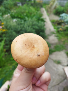 Гриб из Барнаул