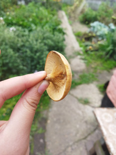 Гриб из Барнаул