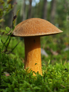 Маслёнок желто-бурый