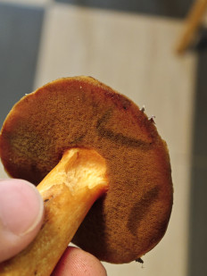 Маслёнок желто-бурый